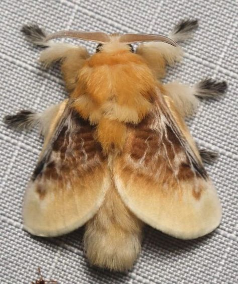 (19) Home / X Diy Moth Antenna, Pretty Beetles, Cool Moths, Moth Character Design, Fuzzy Moth, Australian Insects, Pretty Bugs, Poodle Moth, Cute Bugs