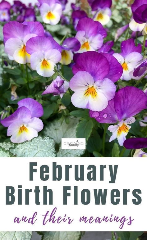 Wondering what flowers to buy as a birthday gift? Choosing the recipient’s birth flowers is a great way to make it a more unusual and personal gift. This month-by-month list covers the birth flowers for February, plus their meanings. Includes links to the birth flowers for all other months of the year too. #flowers #birthflowers #growingfamily Birth Flower For February, Birthday Symbols, Flower For February, February Flowers, February Flower, Birth Symbols, February Birth Flower, February Birth Flowers, February Baby