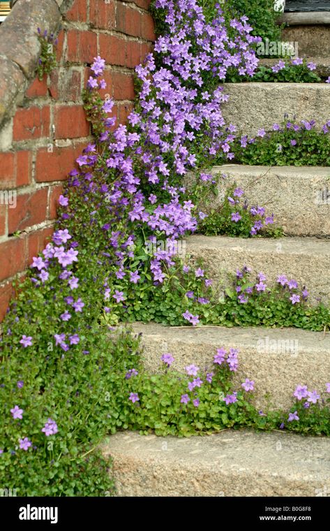 Download this stock image: CAMPANULA POSCHARSKYANA - B0G8F8 from Alamy's library of millions of high resolution stock photos, illustrations and vectors. Campanula Flowers, Witchy Garden, Side Yard Landscaping, Garden Steps, Side Garden, Garden Yard Ideas, Backyard Garden Design, Garden Borders, Garden Doors