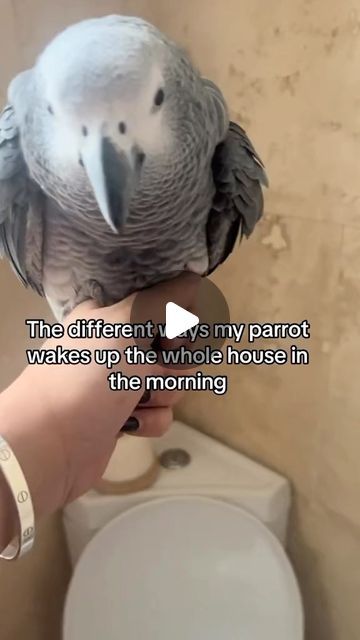 Cruz the African grey on Instagram: "How he wakes up the whole house in the mornings 😂 #parrots#parrotsofinstagram#funny#parrotlovers#africangrey#birds#animals#talkingbird#bird#pets#funnyanimals" African Grey Parrot Funny, Funny Animals Talking, Funny Bird Pictures, Talking Parrots, Parrot Pet, Funny Parrots, Bird Gif, African Grey Parrot, Most Beautiful Birds