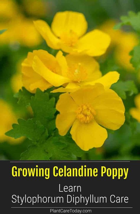 Celandine Poppy Plant (Stylophorum Diphyllum) wildflower, bright yellow flowers, self-seeding, spreads quickly, stain causing substance. [DETAILS] Medicinal Apothecary, Celandine Poppy, Yellow Poppy Flower, Floral Photo Shoots, Poppy Plant, Transplanting Plants, Garden From Scratch, Plants Landscape, Yellow Poppy