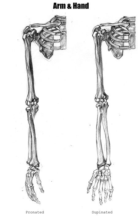 Anatomy Drawing Skeleton, Skeleton Project, Drawing Skeleton, Arm Anatomy, Human Skeleton Anatomy, Skeleton Arm, Art Skeleton, Arm Bones, Art Anatomy