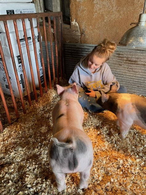 4h Pigs, 4-h Aesthetic, Livestock Aesthetic, Pig Showing Aesthetic, Show Pigs, Show Cow Aesthetic, Showing Pigs, Showing Pigs 4-h, Farm Senior Pictures