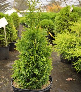 Green Giant Tree, Green Giant Arborvitae, Giant Arborvitae, Thuja Green Giant, Patio Edging, Thuja Plicata, Emerald Green Arborvitae, Leyland Cypress, Fast Growing Evergreens