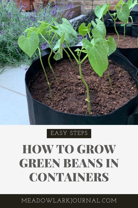 easy steps to planting and growing green beans in containers Growing Bush Beans In Containers, Growing Green Beans In A Container, Growing Beans In Containers, Green Bean Plants Growing, How To Grow Green Beans, How To Grow Beans, Green Bean Growing, Bush Beans Growing, Green Bean Garden