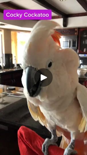 115K views · 3.8K reactions | Parrot cockatoo talking bad language #swearingcockatoo | Talking Parrot | Talking Parrot · Original audio Parrot Talking, Talking Parrots, Bad Language, Parrot, Audio, The Originals, Animals