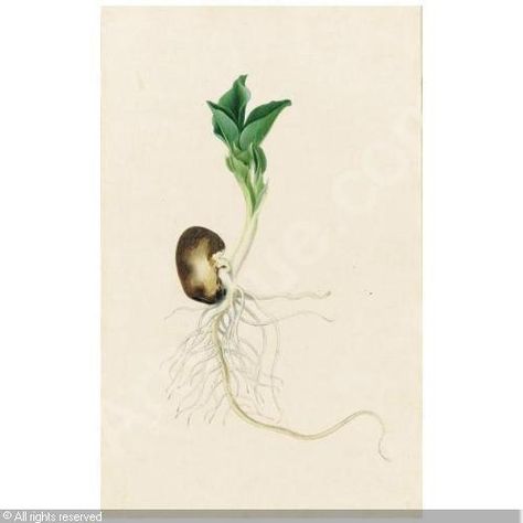 Jacob L'Admiral's Study of a Sprouting Bean Foliage Tattoos, Beans Tattoo, Kidney Tattoo, Thigh Tattoo Simple, Bean Tattoo, Seed Logo, Tree Sleeve, Tat Inspiration, Botanical Study