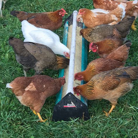 Chicken Feed Trough, Chicken Trough Feeder, Chicken Trough, Outdoor Grill Diy, Grill Diy, Feed Trough, Feeding Trough, Poultry Feeders, Chicken Feeder