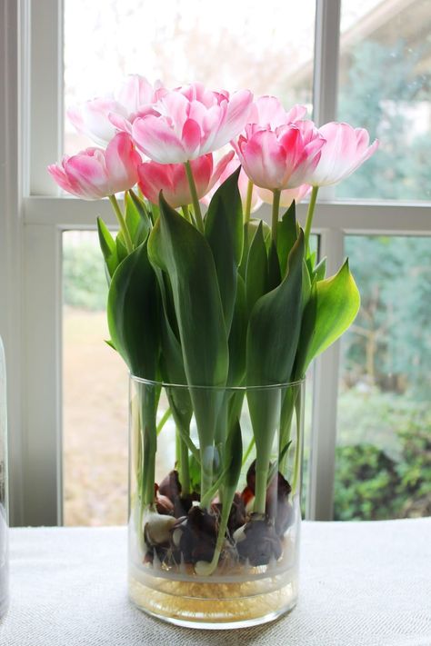 How to Grow Tulips and Other Perennials in Glass Jars in Your Home All Year | HubPages Tulip Seeds, Growing Tulips, Indoor Plants Styling, Plants In Jars, Bonsai Flower, Daffodil Bulbs, Tulip Bulbs, Tulips In Vase, Plant Aesthetic