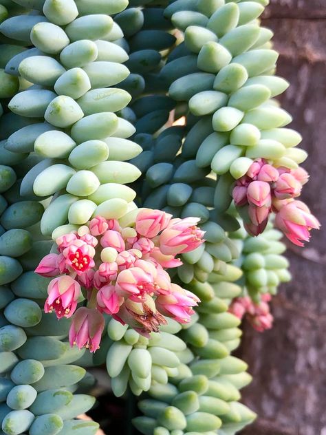 Burrows Tail Succulent in bloom Burrows Tail, Cactus Planta, Hanging Plants Indoor, Types Of Succulents, Succulent Gardening, Cactus Y Suculentas, Mother Plant, Growing Herbs, Hanging Basket