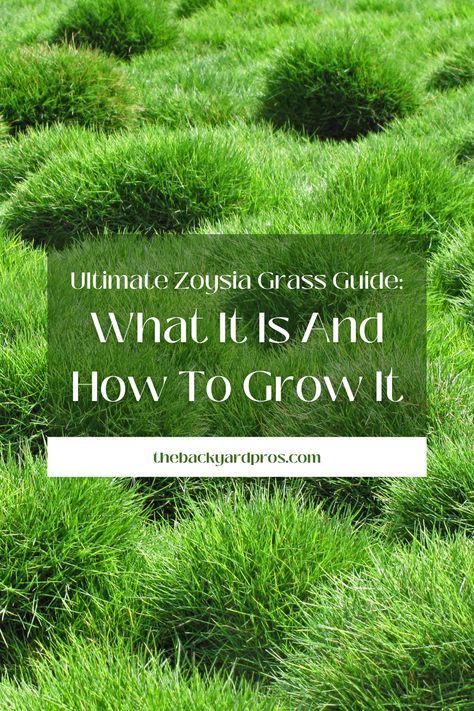 Dive into the lush world of Zoysia grass with our Ultimate Guide! 🌿 Unlock the secrets to cultivating this resilient beauty, from choosing the right variety to expert tips on nurturing a vibrant, green lawn. Whether you're a seasoned gardener or a green thumb in training, this guide is your passport to a thriving Zoysia paradise. 🏡✨ #ZoysiaGrass #LawnCare #GreenThumb Zoysia Grass Lawn, Zoysia Lawn, Zoysia Grass, Tall Fescue, Productive Garden, Growing Grass, Leaf Texture, Green Lawn, Organic Fertilizer