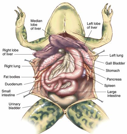 My first pin, naturally... Frog Dissection Worksheet, Frog Anatomy, Frog Dissection, Vet Tech School, General Biology, Animals Information, Sistem Pencernaan, Vet Medicine, Animal Anatomy