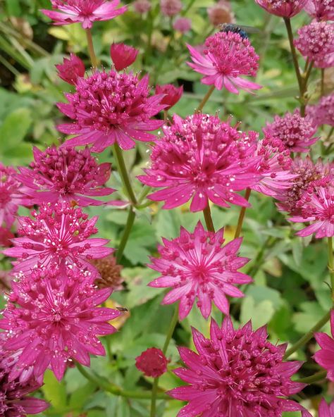 Farmer Gracy, Astrantia Major, Hardy Perennials, Garden Borders, Bulb Flowers, Types Of Soil, Perennial Plants, Large Flowers, The Scene