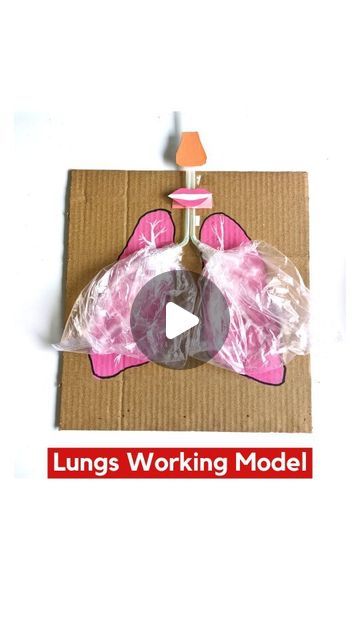 Lungs Working Model Science Project for Kids Lung Crafts For Kids, Lungs Working Model, Biology Exhibition Ideas, Lungs Project For Kids, Lungs Model Projects, Internal Organs For Kids, Lungs Project, Science Working Models, Lungs Model