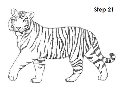 Tiger Drawing 21 Easy Tiger Drawing, Halloweenpyssel Barn, Drawings In Pencil, African Tiger, Tiger Sketch, Tiger Images, Easy Animal Drawings, Tiger Drawing, Tiger Illustration