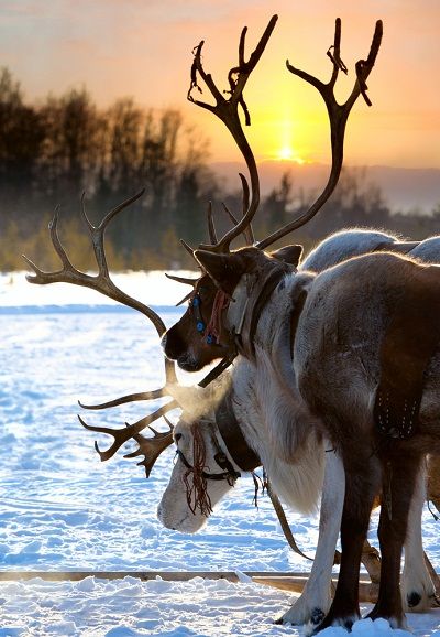 Reindeer at sunrise / - - Bookmark Your Local 14 day Weather FREE > www.weathertrends360.com/dashboard No Ads or Apps or Hidden Costs Mule Deer, Winter Sunset, Manx, Amazing Animals, Winter Scenes, Helsinki, Beautiful Creatures, Antlers, The Snow