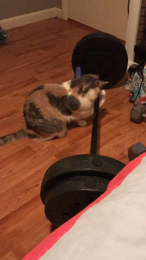 Cats Working Out, Cat Working Out, Cat With Muscles, Cat Lifting Weights, Cat Workout, Cat Gym, Cat Makeup Halloween, Funny Cat Faces, Cat Work