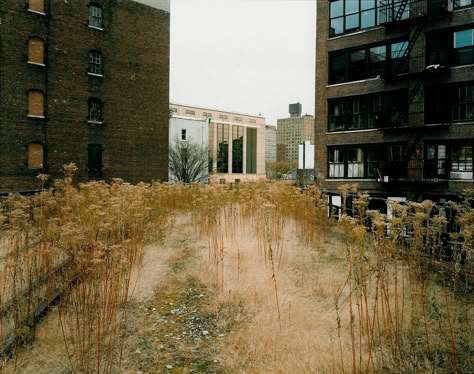 Joel Sternfeld | The High Line Joel Sternfeld, New Topographics, Large Format Photography, Piet Oudolf, American Photography, Colour Photography, Line Photo, High Line, Contemporary Photography