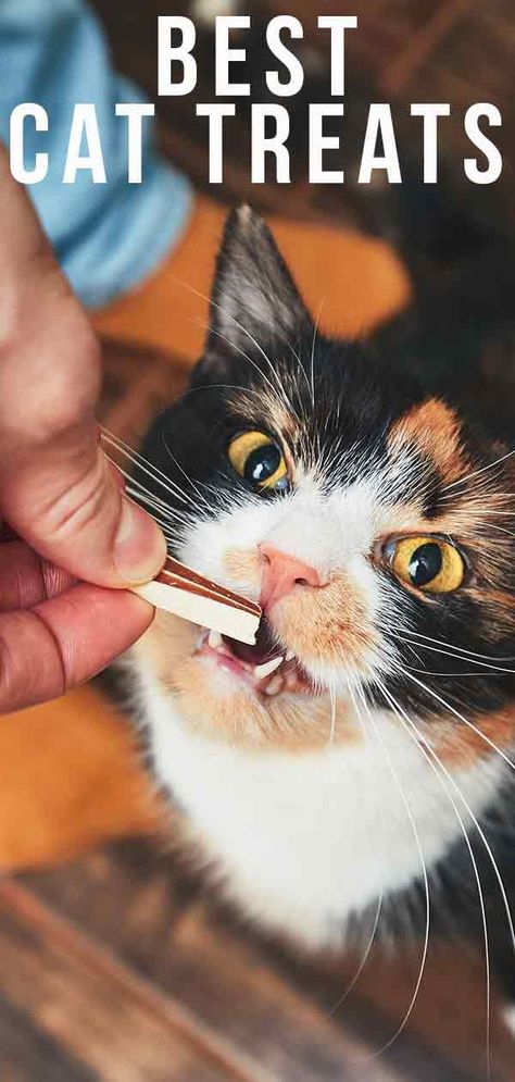 Best Cat Treats - Mouthwatering Nibbles and Healthy Choices. Diy Cat Treats Recipes, Homemade Cat Treats Recipes, Diy Cat Treats, Kitty Treats, Homemade Cat Food, Dog Kennel Outdoor, Homemade Cat, Cat Spray, Cat Treat Recipes