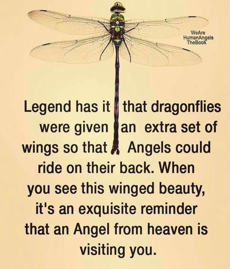 Dragonfly Symbolism, Dragonfly Quotes, Quotes Wisdom, Dragonflies, Wise Quotes, Meaningful Quotes, Great Quotes, Wisdom Quotes, Inspirational Words