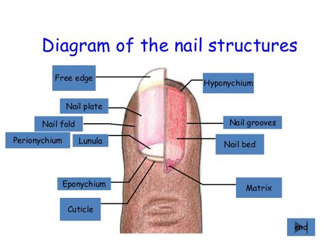 Nail Structure Diagram, Nail Diagram, Nail Structure, Nail Anatomy, Nail Shape Chart, Vision Board Project, Nail Tech School, Bed Of Nails, Integumentary System