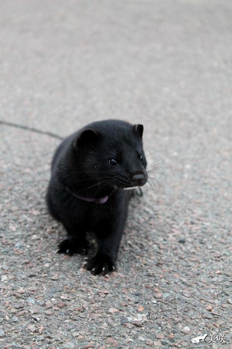 Black Ferret Aesthetic, Black Ferret, Mink Animal, Black Claws, Cute Ferrets, Paws And Claws, Cuddly Animals, Creature Drawings, Black Animals