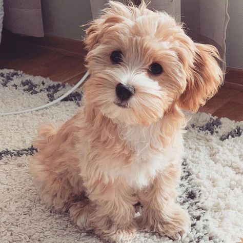 Cute Yorkie Puppies, Yorkiepoo Full Grown, Yorkipoo Haircut, Yorker Poo, Yorker Puppies, Yorki Poos, Yorkipoo Puppies, Peekapoo Puppies, Yorkiepoo Haircuts