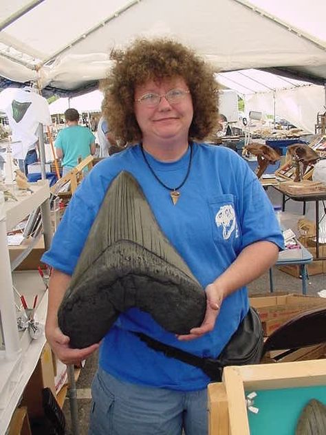 Megladon tooth! Biggest one I've seen! Amazing!!! Megalodon Shark, Megalodon Tooth, Extinct Animals, Dinosaur Fossils, Prehistoric Creatures, Shark Week, White Sharks, Prehistoric Animals, Great White Shark