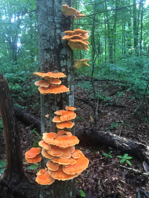 Wild Mushrooms Photography, Plant Reference Photos, Scary Mushroom, Fungi Aesthetic, Deadly Mushrooms, Mushrooms Aesthetic, Fungi Images, Mushroom Core, Nature Reference