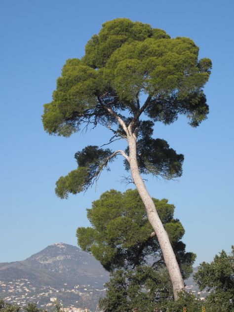 A lovely tree in Nice. Tree Reference Photography, Picture Of Tree, Cool Trees, Tree Reference, Trees In Winter, Art For Walls, Walls Art, Bg Design, Single Tree