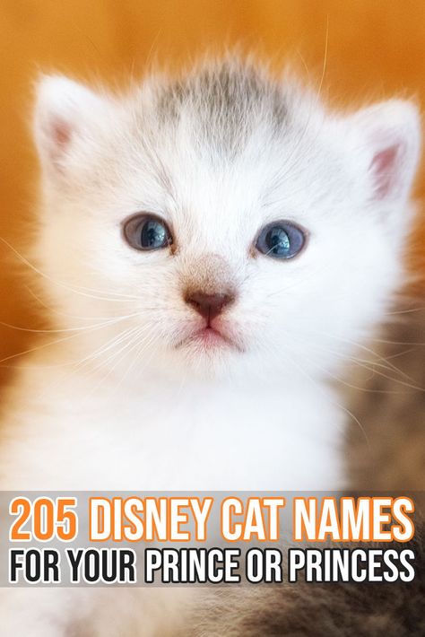 Huge list of Disney inspired names for your beautiful kitty! Disney Inspired Names, Disney Pet Names, Disney Cat Names, Kitten Names Unique, Boy Cat Names, Boy Dog Names, Disney Names, Cute Cat Names, Best Dog Names