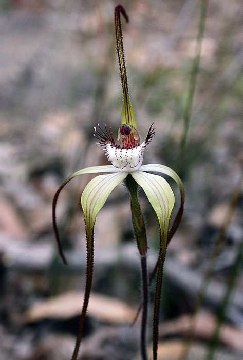 <<>> Spider Orchid <<><3<>> <<>> by kimborow <<><><>> Spider Orchid, Mini Orquideas, Strange Flowers, Rare Orchids, Australian Plants, Exotic Orchids, Australian Native Plants, Orchid Flowers, Unusual Plants