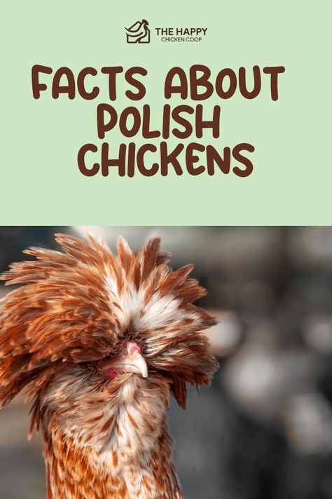 A Polish chicken with a distinctive bouffant of feathers on its head in front of the text 'Facts About Polish Chickens' for an educational piece. Buff Laced Polish Chickens, Polish Frizzle Chicken, Ducks Coop, Polish Chickens Breed, Breeding Chickens, Polish Chickens, Chicken Egg Colors, Polish Chicken, How To Raise Chickens