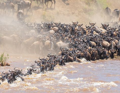 Wildebeest Migration, Calving Season, Chinese Dragon Art, The Great Migration, Africa Animals, Kenya Safari, Tanzania Safari, Serengeti National Park, Masai Mara