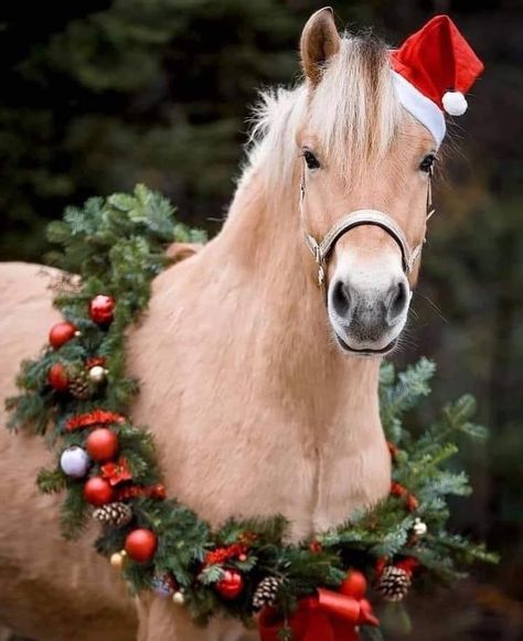 Winter Horse, Cute Horse Pictures, Cute Christmas Outfits, Horse Costumes, Christmas Horses, Horse Wallpaper, Most Beautiful Horses, Baby Horses, Christmas Photoshoot