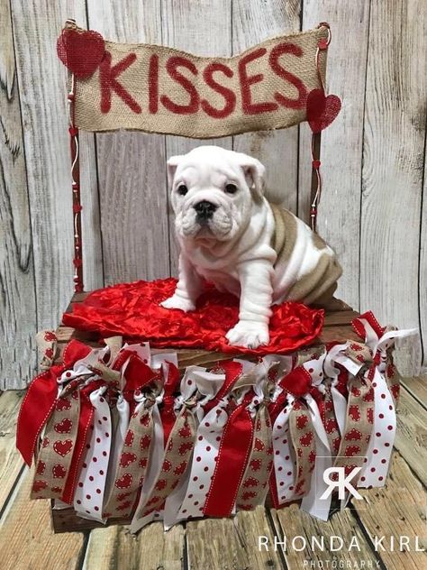 Pet Photography English Bulldog puppy Valentine’s Pet Photo Session Puppy Photoshoot, Puppy Valentines, Valentine Picture, Dog Photoshoot, Puppy Stuff, Kissing Booth, English Bulldog Puppy, Dog Valentines, Dog Items