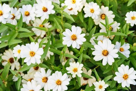 White Zinnia Flowers, Plants Humidity, Zinnia Profusion, Tudor Garden, White Zinnia, Zinnia Elegans, Deadheading, Fall Bouquet, Zinnia Flowers