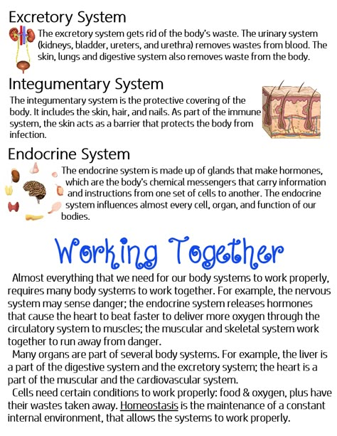 Human Body Systems (Excretory, Integumentary, Endocrine) & How They All Work Together ~ Anchor Chart * Jungle Academy Excretory System Notes, Body Systems Notes, Integumentary System Notes, Excretory System, Nursing School Studying Cheat Sheets, Learn Biology, Medical Assistant Student, Human Body Facts, Integumentary System