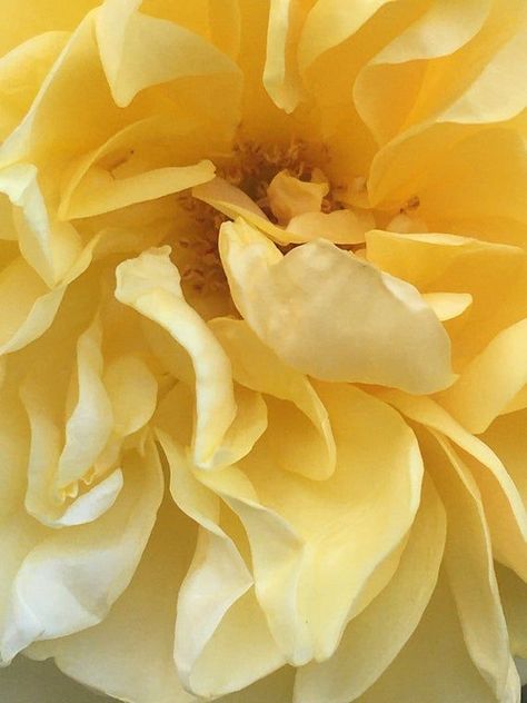 Graham Thomas Rose, Flower Photography Ideas, Back Rounds, Flower Styling, Full Sun Perennials, Rose Seeds, Buttercup Yellow, California Garden, Pretty Flower