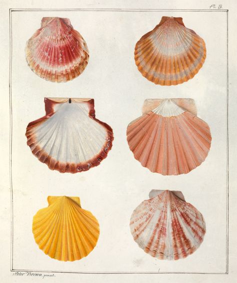 Shells Aesthetic, Peter Brown, She Sells Seashells, Art Themes, Nature Images, History Museum, Summer Aesthetic, Wall Collage, Nature Art