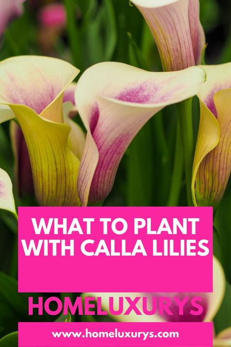 Lily Companion Plants, Lilly Plants, Lilly Garden, Best Companion Plants, Arum Lily, Lilly Flower, Lily Garden, Companion Plants, Lily Plants