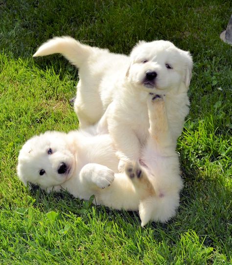 Maremma Sheepdog Puppy, Maremma Dog, Pyrenees Puppies, Maremma Sheepdog, Great Pyrenees Puppy, Pyrenees Dog, Abruzzo Italy, Great Pyrenees Dog, Cute Dog Collars