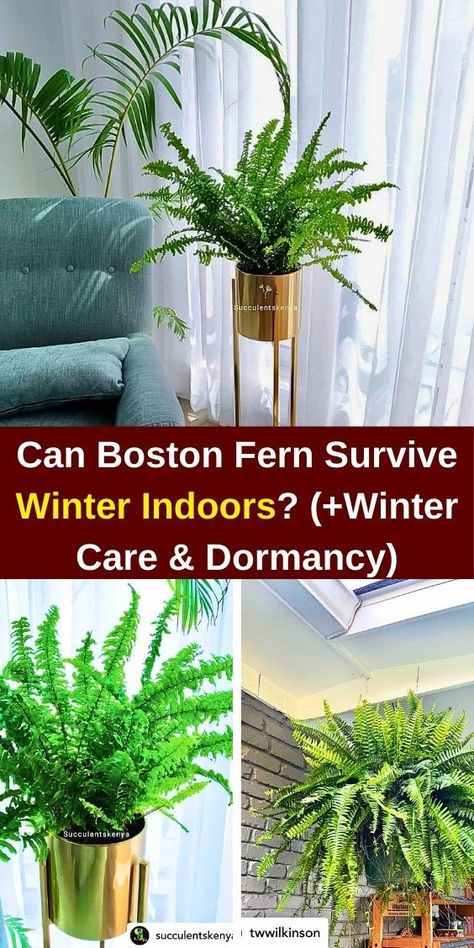 """Discover essential tips for keeping your Boston Fern thriving indoors during winter! Learn about optimal light conditions, humidity levels, and watering techniques to ensure your Boston Fern survives the cold months. Explore winter care strategies to maintain lush foliage and vibrant growth, making your indoor space a green oasis all season long. Perfect for plant lovers seeking to protect their ferns from winter stress!""" Fern Care, Hanging Ferns, Survive Winter, Ferns Care, Winter Care, Boston Fern, Green Oasis, House Plant, Plant Lady