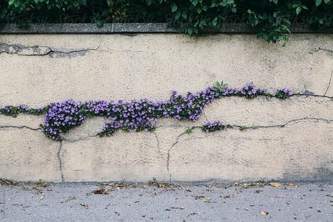 Pretty purple flower growing through the cracks in a wall by kkgas for Stocksy United Flower Growing, Cracked Wall, Color Pantone, Pretty Purple, Nature Plants, Us Images, Growing Flowers, Plant Wall, Purple Flower