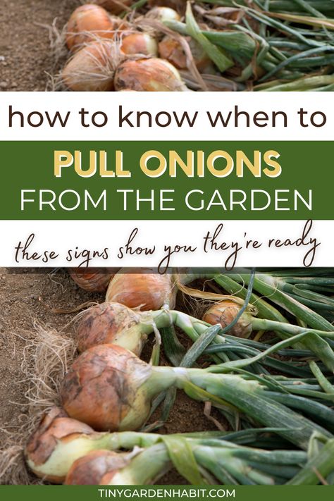 Have you ever scratched your head, wondering when to harvest onions? This guide cuts through the confusion, showing how to know when onions are ready to pick. It’s all about spotting those tell-tale signs in your garden to ensure you get tasty, crisp onions every time. Perfect for anyone looking to get their onion harvest just right. Read the article for more tips. How To Preserve Onions From The Garden, When To Plant Onions, Onion Harvesting, How To Harvest Onions, Bucket Gardens, Preserving Onions, Harvesting Onions, When To Harvest Onions, Wisconsin Gardening