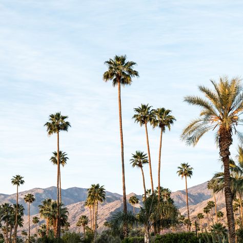 Majestic palms and the San Jacinto mountains set a dramatic scene in this storied desert getaway. Palm Springs Travel, Palm Springs Resorts, Majestic Palm, San Jacinto Mountains, Palm Springs Hotels, Desert Climate, Long Weekend Getaways, Dry Desert, Armchair Travel