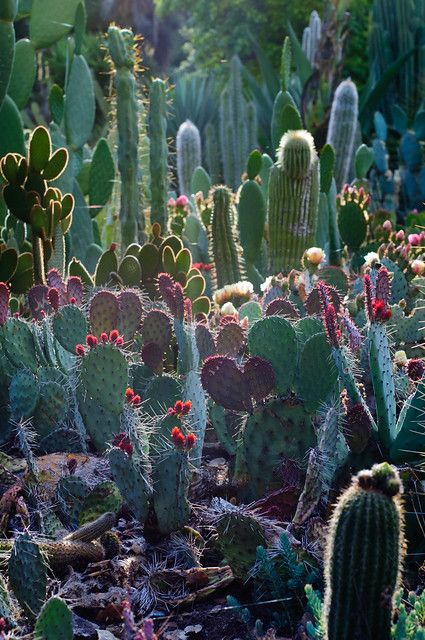 Cactus Paintings, Garden Cactus, Arizona Cactus, Desert Botanical Garden, Alpine Plants, Garden Types, Cactus Design, Cactus Art, Plants Garden