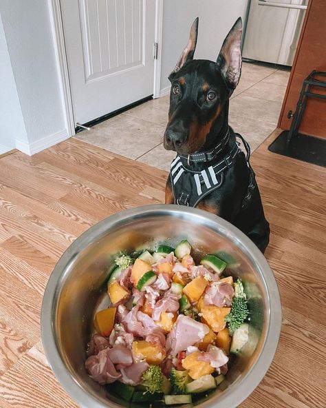 Doberman Food Recipes, Dog Restaurant, Pet Treats Recipes, Puppy Mom, Doberman Pinscher Dog, Dog Treats Homemade Recipes, Doberman Puppy, Doberman Dogs, Puppy Food