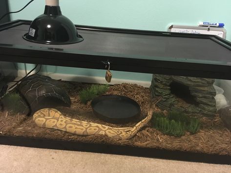 Banana ball python enjoying his new cage Ball Python Terrarium Ideas, Ball Python Terrarium, Python Terrarium, Ball Python Cage, Ball Python Enclosure Ideas, Banana Ball Python, Ball Python Snake, Snake Cage, Snake Cages