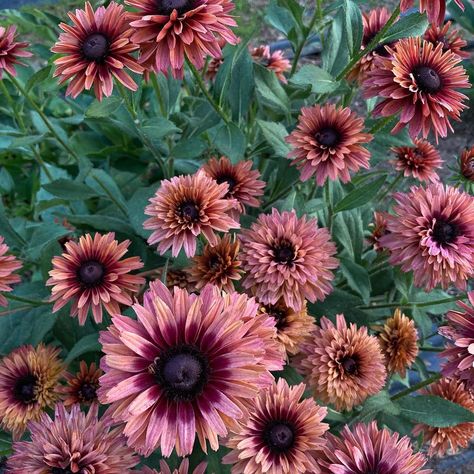 3 Porch Farm on Instagram: “Rudbeckia ‘Sahara’, a real beauty” Rudbeckia Sahara, Hardening Off Seedlings, Rudbeckia Hirta, Seed Starting Mix, Plant Spacing, Rustic Colors, Organic Seeds, Garden Borders, Black Eyed Susan